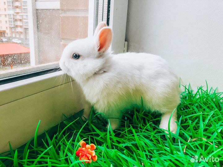Карликовый кролик - королевский, очень редкий