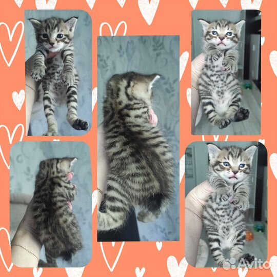 Котята Курильские бобтейлы из питомника