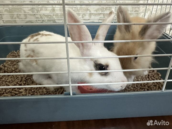 Декоративные кролики