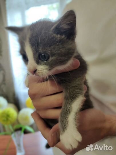 Котята в добрые руки бесплатно