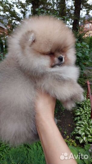 Померанский шпиц мини