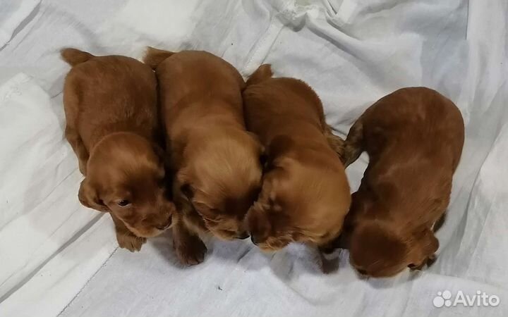 Английский кокер спаниель