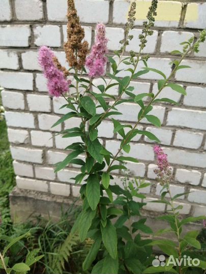 Цветы разные