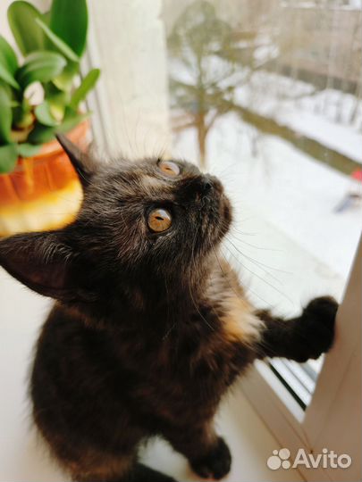 Котик-британец ждёт семью