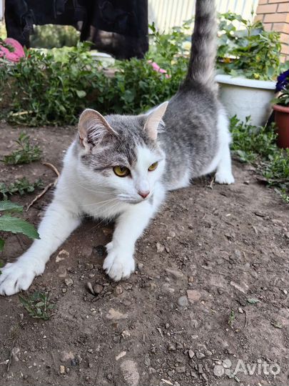 Красивый молодой котик