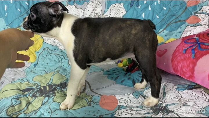 Бостон терьер - щенки