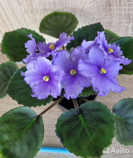 Фиалки цветущие