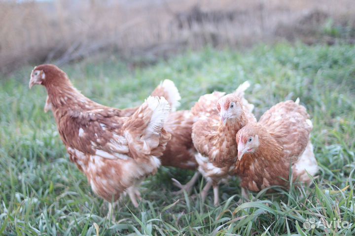 Курочки несушки