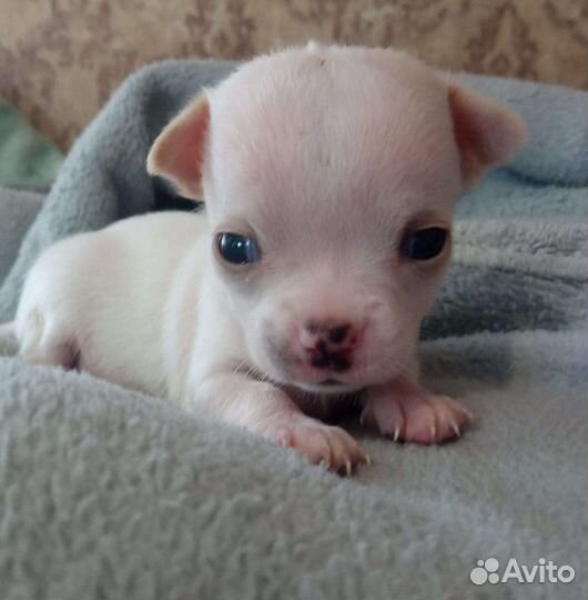 Щенки чихуахуа