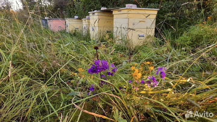 Мед сотовый мед