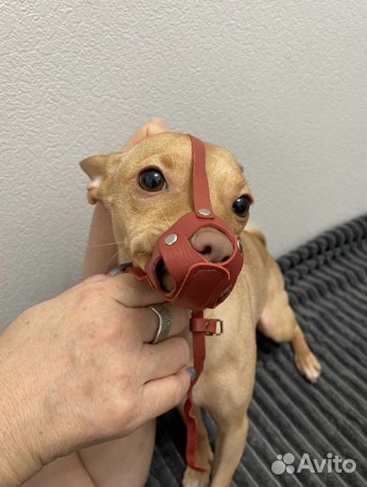 Намордник для собак