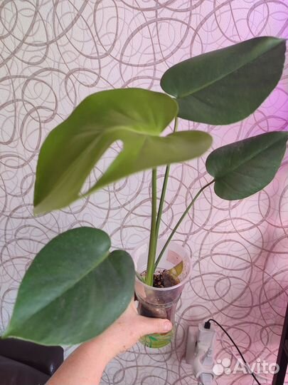 Монстера, аглоанемы