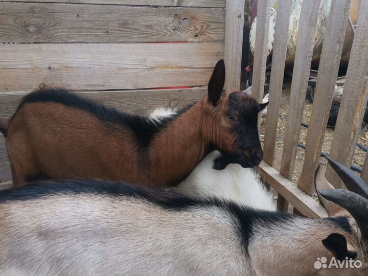 Чешский козел