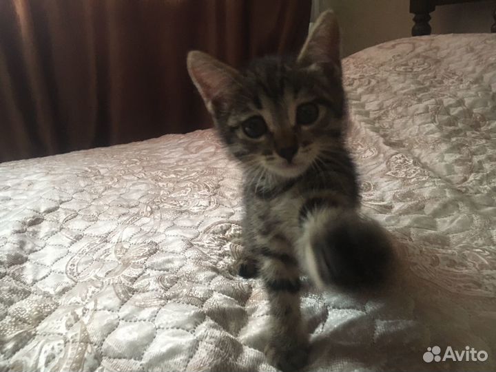 Отдам в добрые руки котика