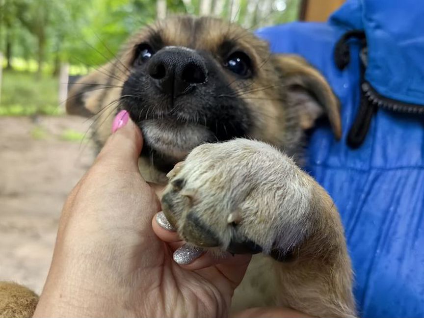 Чудо щенок в добрые руки