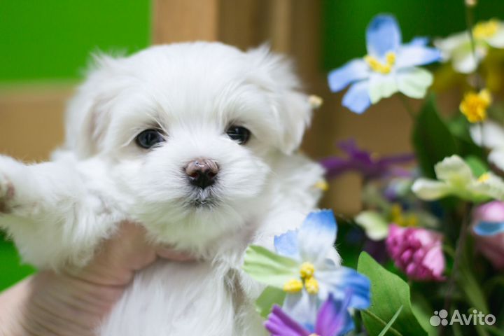 Шикарные щенки мальтезе.болонка