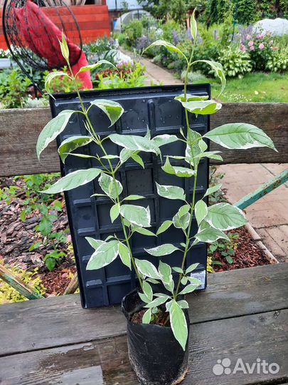 Дёрен белый