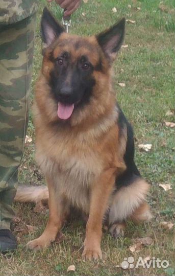 Немецкая овчарка