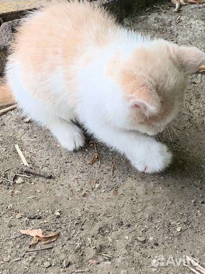 Кошки в добрые руки