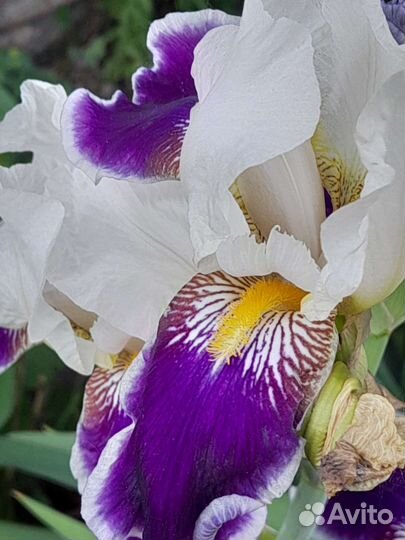 Ирис бордатый