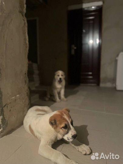 Корм для собак больших и средних пород