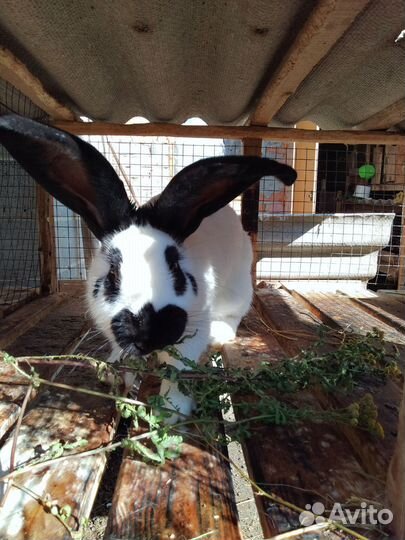 Кролики мясных пород