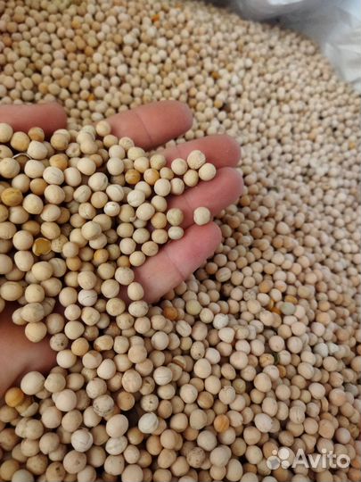 Горох кормовой