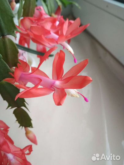 Декабрист оранжевый