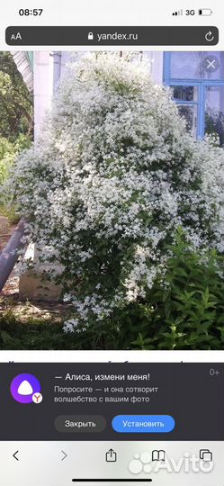 Клематис белый мелкоцветный