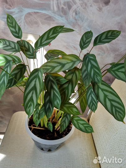 Калатея Бахема