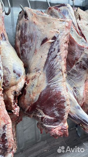 Мясо Говядина Баранина