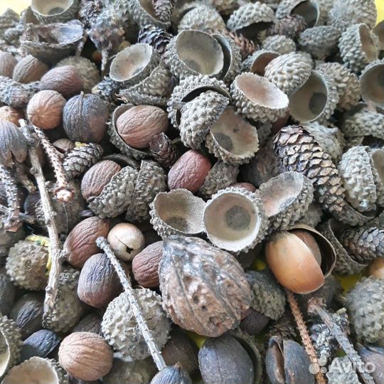 Шишки, жёлуди для творчества, поделок