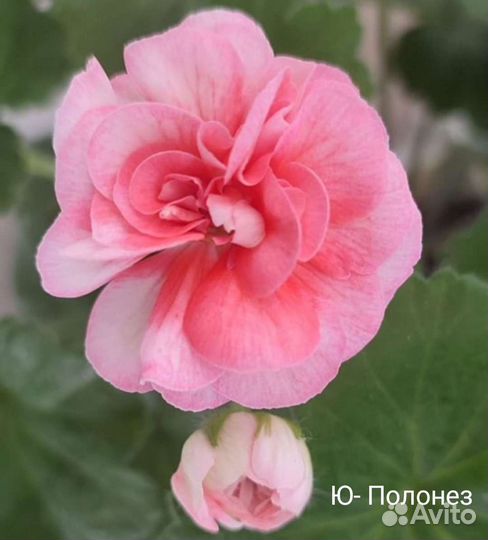 Много сортов пеларгония герань