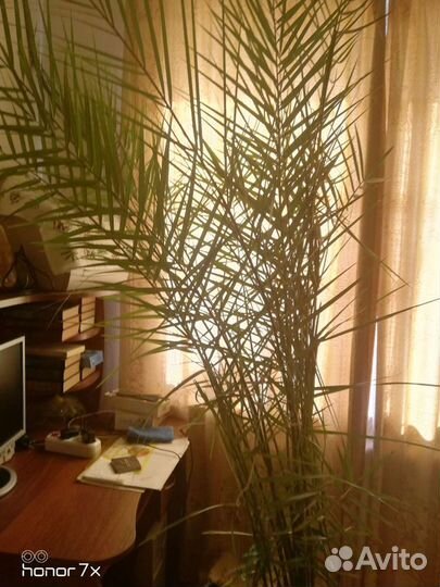 Финиковая пальма