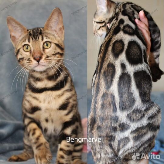 Бенгальские снежные котики