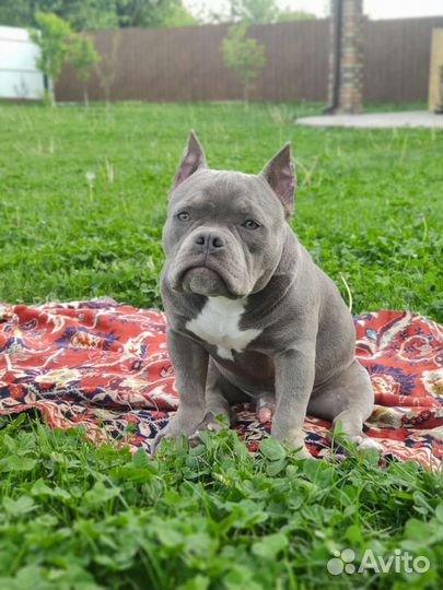 Американский булли