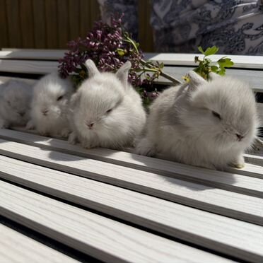 Декоративные кролики