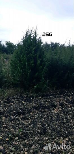 Саженцы можжевельника обыкновенного 1,5-2м