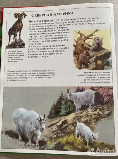 Энциклопедия для детей