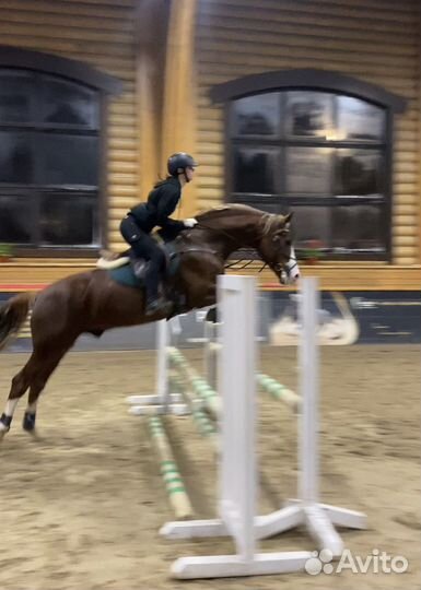 Коновод-берейтор/тренер по конному спорту