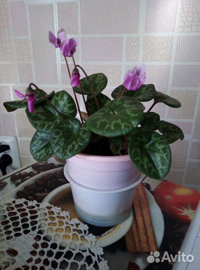 Европейский цикламен (бабушкин,альпийская фиалка)