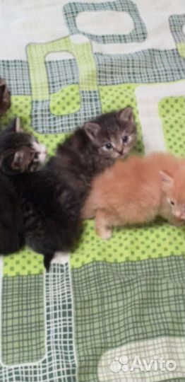 Котятки