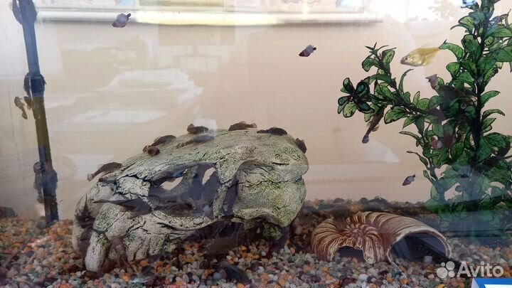 Сом анциструс