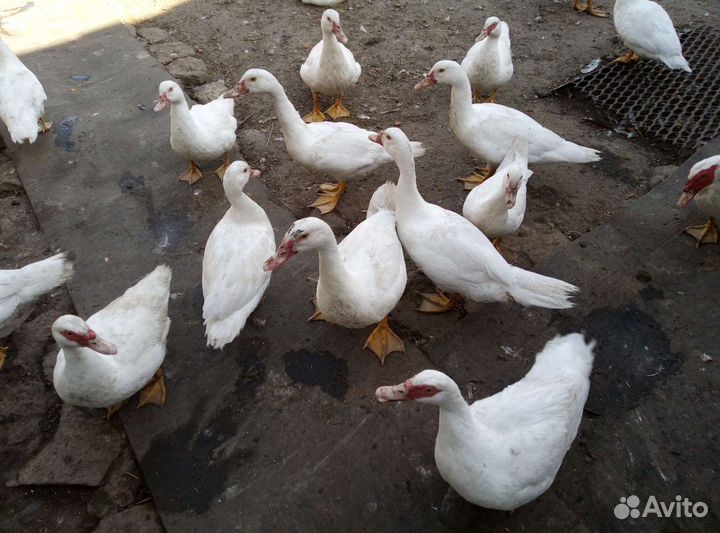 Индоутки белые