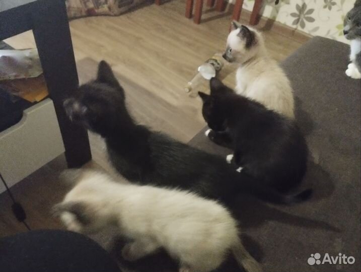 Котята в добрые руки