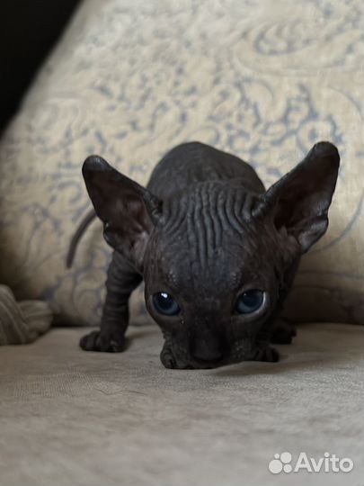 Канадский сфинкс