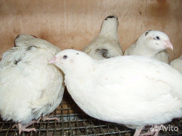 Инкубационное яйцо перепелов