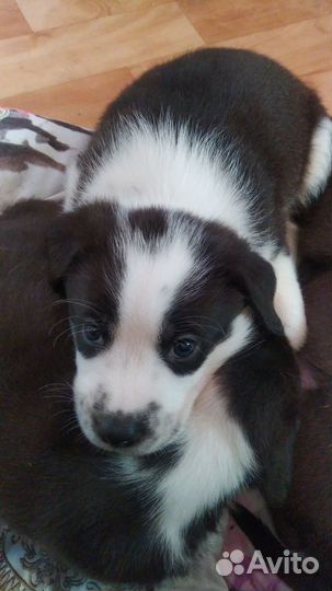 Щенок в дар бесплатно