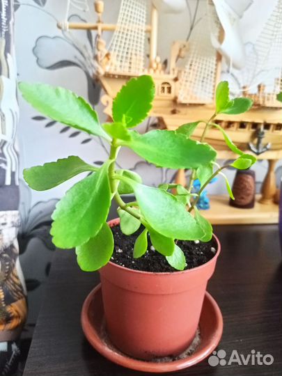 Каланхоэ цветущий