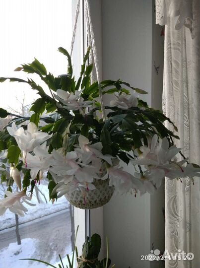 Декабрист/суккулент/эпифит/комнатные растения/рипс